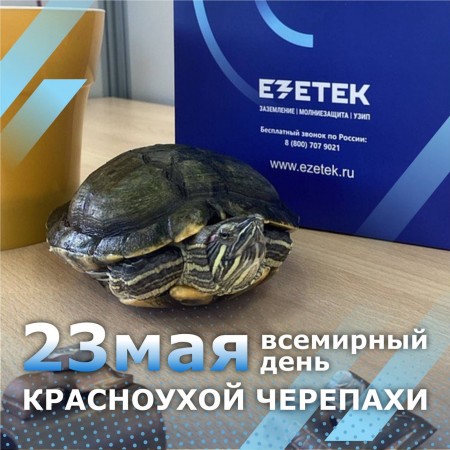 23 мая - Всемирный день черепахи!